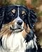 Australian Shepherd Dog Art Print Signed by Artist DJ Rogers