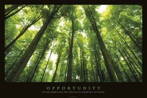 (24x36) Opportunity Trees