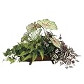 Caladium/ Boston Fern in Metal - 22" H