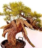 51OGruagsQL. SL160  Mugo Pine 25 Seed/Seeds   BONSAI