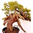 Mugo Pine 25 Seed/Seeds - BONSAI