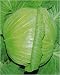 Cabbage Brunswick Early Drumhead Seeds