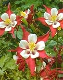 Crimson Star Columbine Perennial 4 Plants - Aquilegia - B000SAU7HS