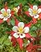 Aquilegia Red Star 50 Seeds