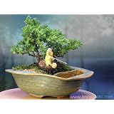 BUY : Yoga & Zen Reflection Bonsai - Juniper Bonsai Tree by the Pond