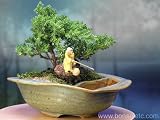 Yoga & Zen Reflection Bonsai - Juniper Bonsai Tree by the Pond