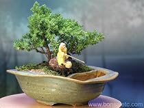 Yoga & Zen Reflection Bonsai - Juniper Bonsai Tree by the Pond