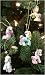 5-Piece My Little Pony Mini Christmas Ornament Set Image