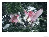 Roseate Spoonbills, Aggressive Behaviour, Texas, USA Animals Photographic Poster Print by Philippe Henry, 24x18