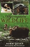 Algonquin Wildlife: Lessons in Survival