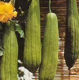 Luffa Bathroom Sponge 10 Seeds - Gourds!