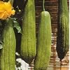 Luffa Bathroom Sponge 10 Seeds - Gourds!