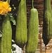 Luffa Bathroom Sponge 10 Seeds - Gourds