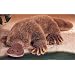 Plush Platypus 18