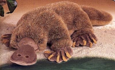 Childrens Toyshop  Toys : Plush Platypus 18"