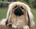 Just Pekingese 2009 Calendar