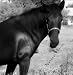 Natural Horsemanship - Basic Hoof Care.
