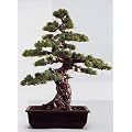 Tropica - Bonsai - M�dchenkiefer (Pinus parviflora) - 12 Samen
