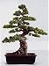 Tropica - Bonsai - Mädchenkiefer (Pinus parviflora) - 12 Samen