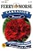 Ferry-Morse 1653 Carnation Perennial Flower Seeds, Chabaud Giant Red (200 Milligram Packet)