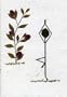 Yoga Cards; Yoga Poses; Stick Figure Handmade Greeting Card with Pressed Flowers, Leaves and Grass - Set of 5; Gift Idea