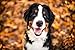 Solid Gold Lamb Dog Food Dry for Adult & Senior Dogs– High Protein Healthy Dog Kibble for Medium & Large Breeds – Whole Grain, Omega 3 & Digestive Probiotics for Gut Health & Everyday Nutrition – 4 LB