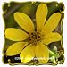 1 Oz Engelmann Daisy (Engelmannia pinnatifida) Bulk Wildflower Seeds