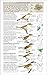Field Guide to the Birds of Colombia