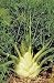 100 Fennel, "Florence" Seeds