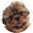 New-shih-tzu dog fridge magnet