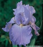 Bearded Iris Monet's Blue