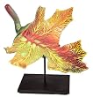 Sunrise Maple