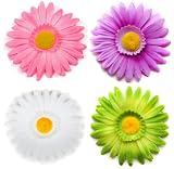 Girls My Little Noggin Set of 4 Large Gerber Daisy Flower Hair Clip in White, Pink, Green & Purple