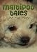 Maltipoo Tales