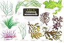 A Key to Common Seaweeds (Occasional Publications)