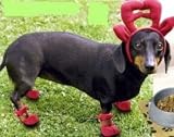 Hundekostüm