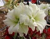 Amaryllis ALFRESCO ®