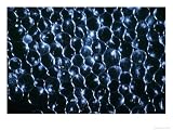 Dinoflagellates, Microscope Photographic Poster Print by Oxford Scientific, 56x42