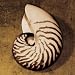 Nautilus by Caroline Kelly poster print,9.9 in. x 9.9 in.