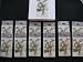 All Products : Lot 144 Congress Wildflower Bridge Tallies by Bicycle