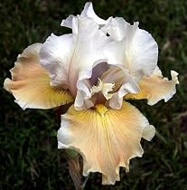 Bearded Iris Champagne Elegance