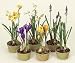 Set of 6 Spring Garden Potted Hyacinth, Crocus & Narcissus Flower Plants 11