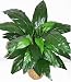 3' Double Potted Spath Plant Image