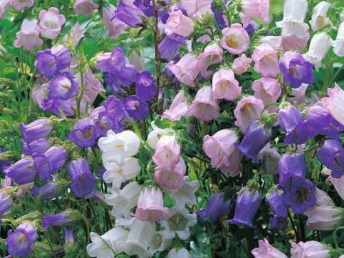 Campanula medium - Marien-Glockenblume - Samen-Mix - 200 Samen