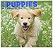2016 Puppies 16 Month Wall Calendar
