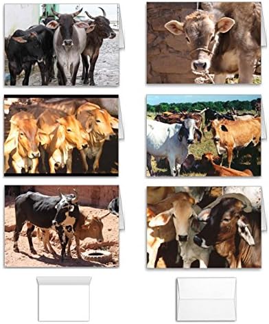Cow Note Cards Set: Greeting Value Pack of 12 Assorted Blank Inside South America Farm and Ranch Designs, Made in USA