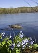 Lovely Bluebell Flowers at the Potomac River, from Virginia's River Bend Park - Pleasant 16x20 Photographic Print by Brendan Reals