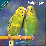 Budgerigar 2010 Wall Calendar #11084-10