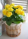 6�F����I�ׂ郊�[�K�[�X�o�X�P�b�g�u���F�v�y���������z