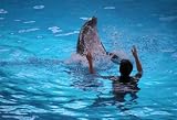 Dolphin and Trainer - 24